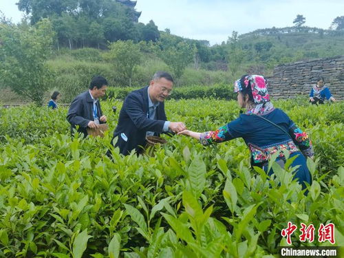 古驿雄关成景区 湖南沅陵演绎茶旅融合新图景