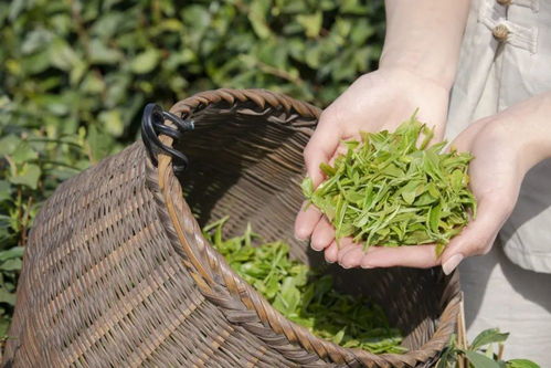 茶马古道的重要节点 阆中古城