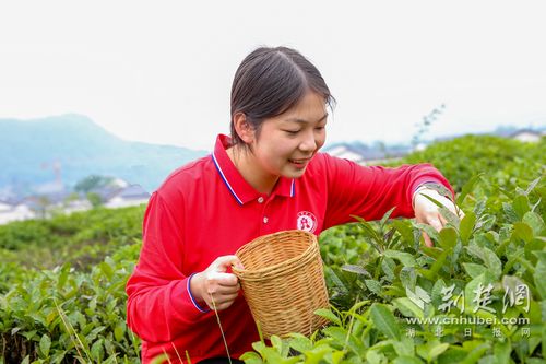 一片叶追溯万里茶道 武汉商学院开展 饮食中国 实践活动