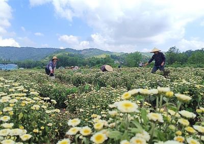 黄甲镇石窑村亳州菊花种植基地一角。陈小芳供图