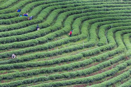 茶山图绿色茶种植园景观鸟瞰图照片