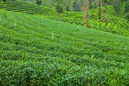 在泰国的茶叶种植园图片