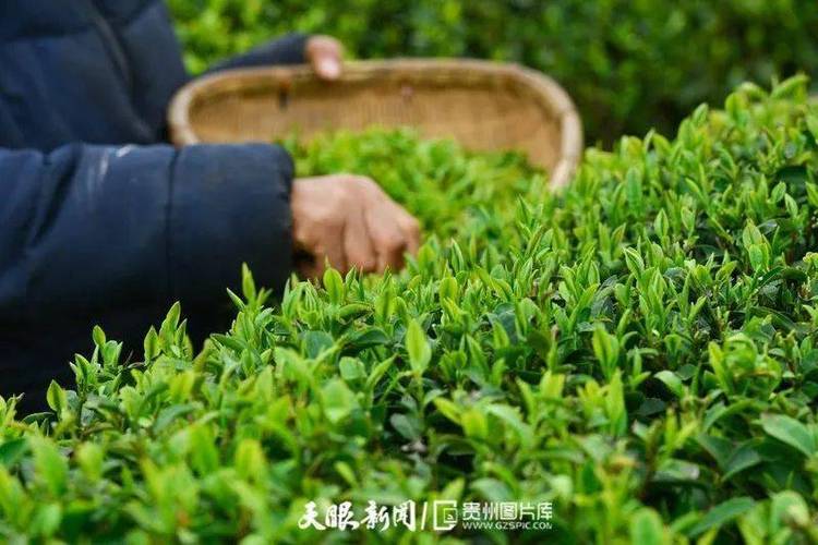 安顺西秀区:茶产业助力乡村振兴_种植_茶园_茶叶