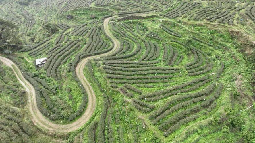 大力发展生态茶园,积极打造集茶叶标准化种植,工厂化加工制作,茶园