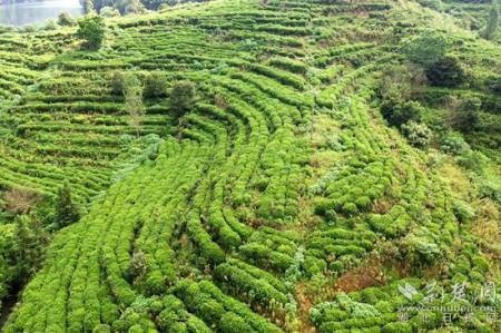 "将茶青加工成干茶,茶山上,茶农们忙着采摘;山脚下,工厂开足马力生产