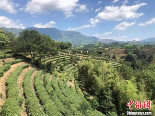 经过数代茶人不懈传承耕耘,大田县茶叶种植面积现达10万亩,共有茶叶
