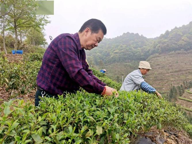 春茶贵如油,清新这里的茶叶开采了!_茶树_张新才_种植