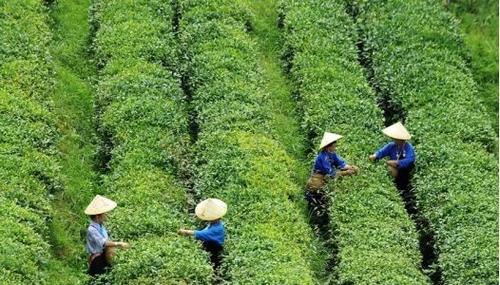 丹寨茶园种植分两种,"卓越"环境让茶味更香|茶叶|茶树|茶区_网易订阅