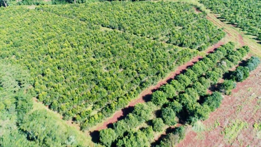 印第安绿色黄金"马黛茶"的种植原来有这么悠久的历史