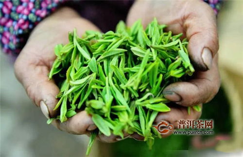 彩农茶 倚邦小叶种