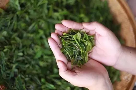 翔海地产 乳山绿茶获气候品质评价特优等级