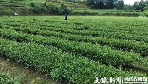 正安县中观镇 将 茶叶 做成 茶业 实现一片叶子富裕一方百姓
