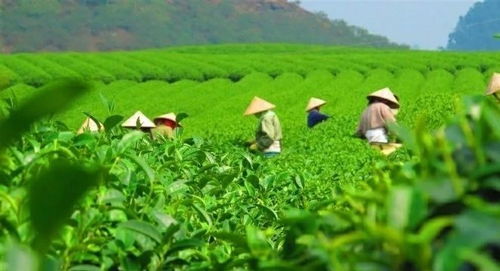 提级打造英山云雾茶品牌 黄冈全市共端一杯茶