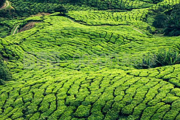 马来西亚卡梅隆高地的茶叶种植园