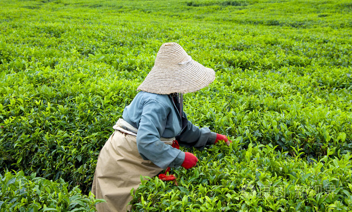 采摘采摘茶叶种植园