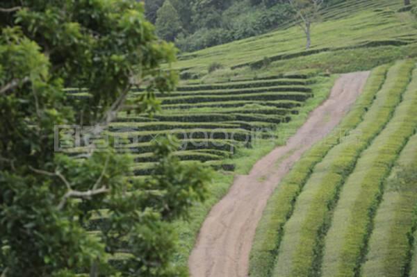 茶叶种植