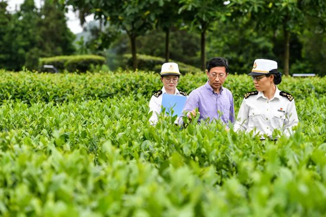 4.63亿元!今年1至7月遵义市自营出口茶叶1572.2吨