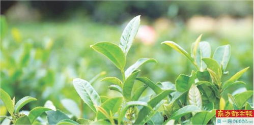 石山种岩茶 首批亩产茶青达400斤