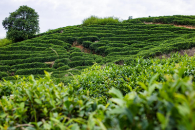 陕西十佳最美茶园:陕西琼熙生态农业