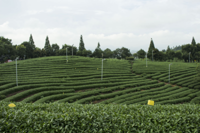 乡贤和技术助力 浙江松阳每亩茶产值两年翻一番