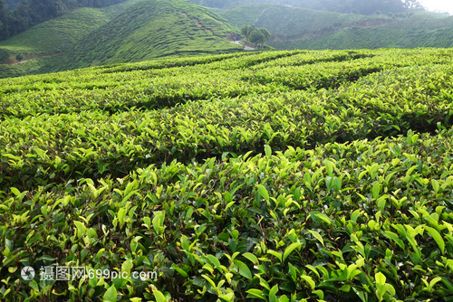 马来西亚卡梅伦高地茶叶种植园