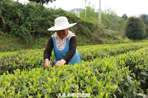 小叶子 书写 大文章 印江自治县紫薇镇茶产业助力乡村振兴