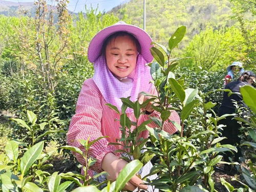 岳西县来榜镇 春风十里茶飘香