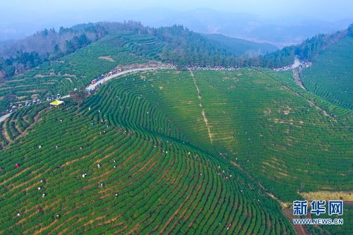 河南光山 春暖花开采茶忙