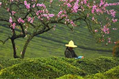 愿得茶香飘四海 不负青山不负人