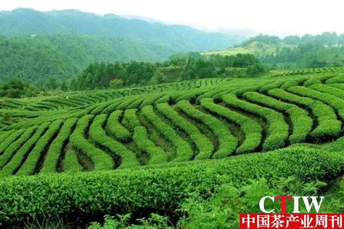 广东揭西茶产业 积极开发新产品,探索茶旅融合发展路径