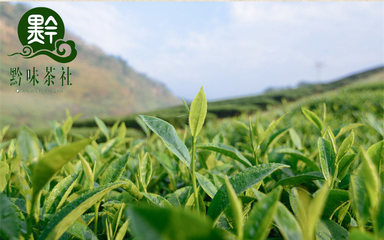 以茶富民|以茶养生|凤冈锌硒茶带给万千大众健康